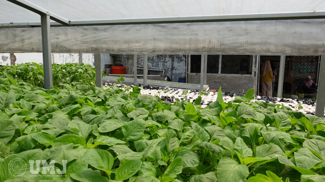 Kebun hidroponik FTAN UMJ saat dipanen sayur bayam, Senin (21/08/2023).