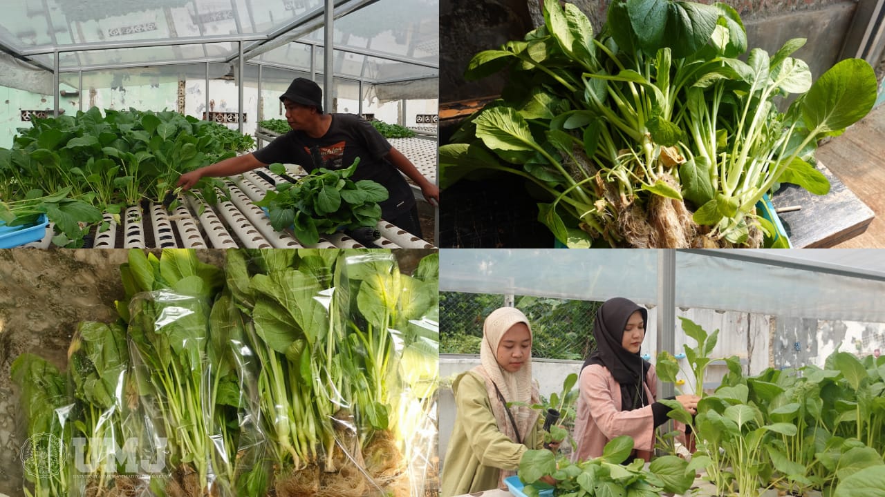 Panen Sayur Caisim